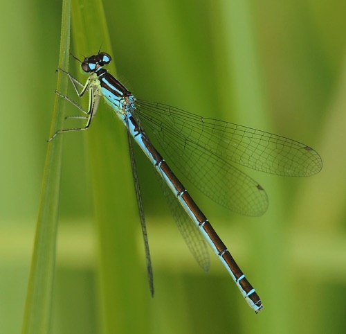 Female
8 July 2011 CO, Larimar Co.